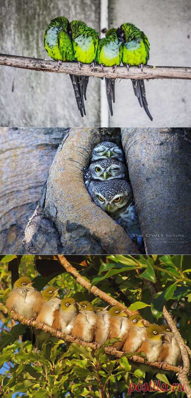 Птичьи обнимашки
