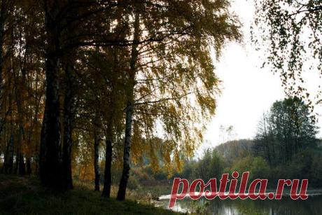 Природа, животные и птицы | Фотографии Александр Пехов | 390 фото