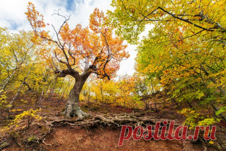 Золотой лес в Демерджи, Крым. Автор фото — Анастасия Колесникова: