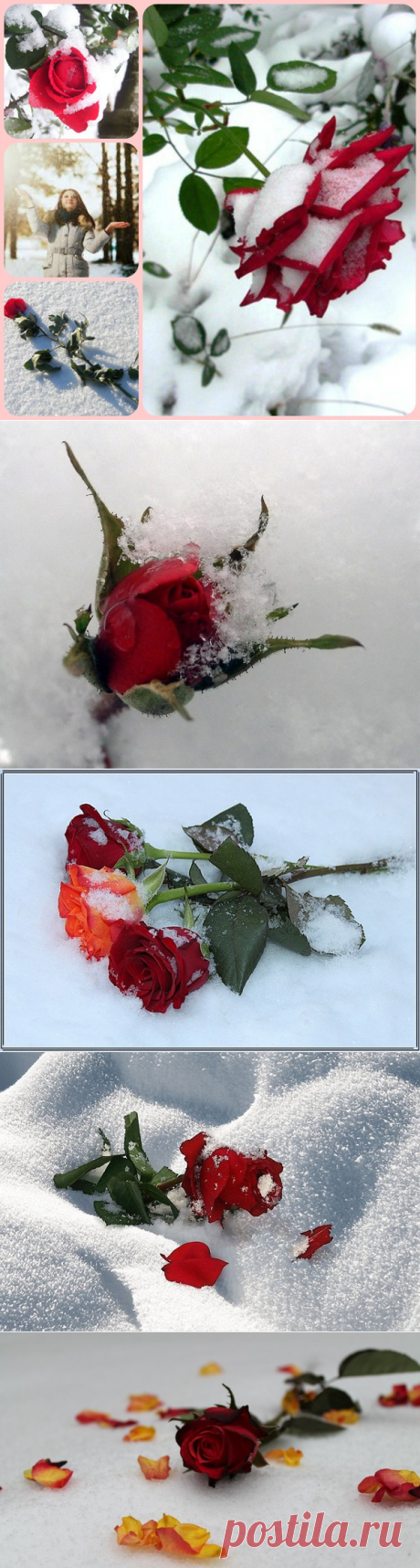 Лежали розы на снегу,- Алели, словно пятна крови,
И умирали, как в бреду, Ни в чем невинные, от боли..
Я вижу, как снежинки, опускаясь, Так быстро тают в лепестках твоих,
Слезами тёмно-красными стекая...
Лежала роза...
................Молча...
.......................Ветер стих...