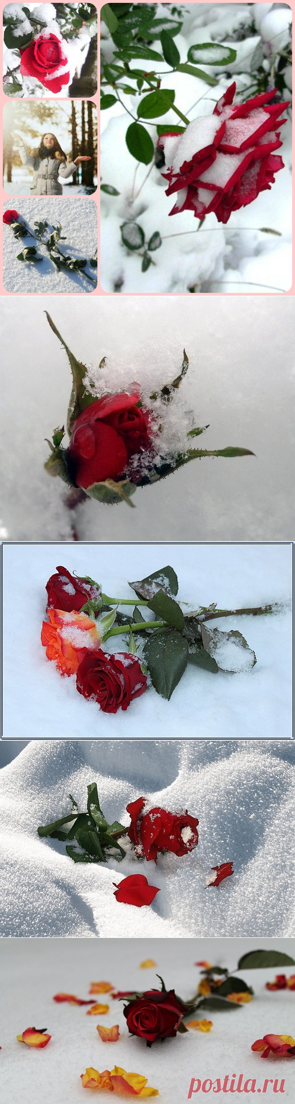 Лежали розы на снегу,- Алели, словно пятна крови,
И умирали, как в бреду, Ни в чем невинные, от боли..
Я вижу, как снежинки, опускаясь, Так быстро тают в лепестках твоих,
Слезами тёмно-красными стекая...
Лежала роза...
................Молча...
.......................Ветер стих...