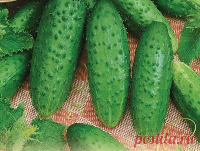 4 отличных огуречных сорта | Успешный садовод | Яндекс Дзен