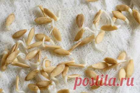 Проращивание семян на рассаду… в бачке унитаза. Простой способ. Вода в бачке в течение дня постоянно обновляется и перемешивается с воздушными пузырьками.