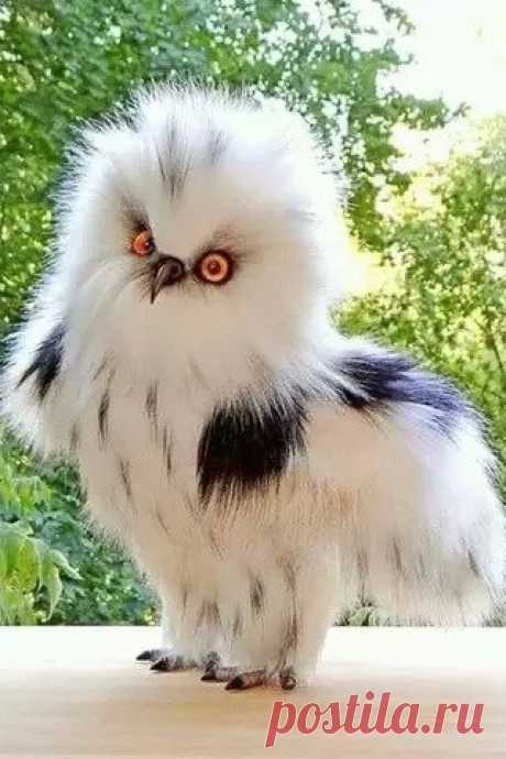 Совёнок