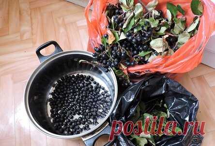 Вино из черноплодной рябины в домашних условиях