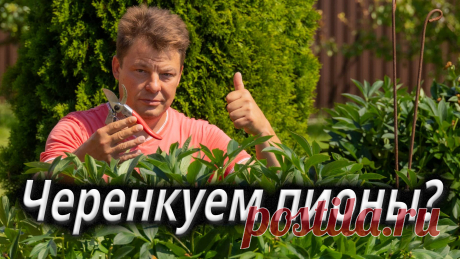 И еще одна часть интервью у Любови Аристарховой в Пионовом раю  Меня зовут Николай Качалин и я рад Вас приветствовать на канале Сад огород цветник.   В своих публикациях, я использую исключительно свой опыт и фото видео материалы, не "содранные" с интернета и не купленные на всевозможных площадках.  У меня на канале Вы найдете видеообзоры различных тем, связанных с садоводством и огородничеством.  Делюсь своим опытом выращивания различных культур и обсуждаю ошибки, которые...
