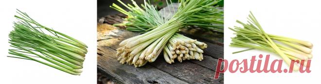 Лемонграсс выращивание в средней полосе