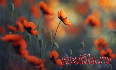 – Google+