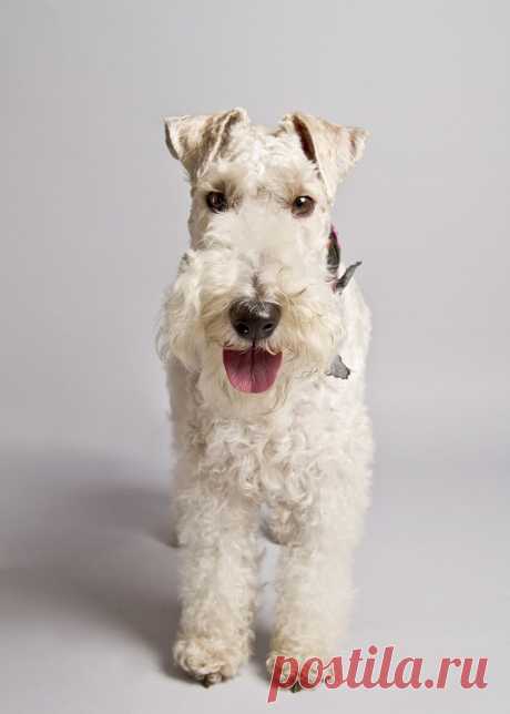 Порода собак фокстерьер