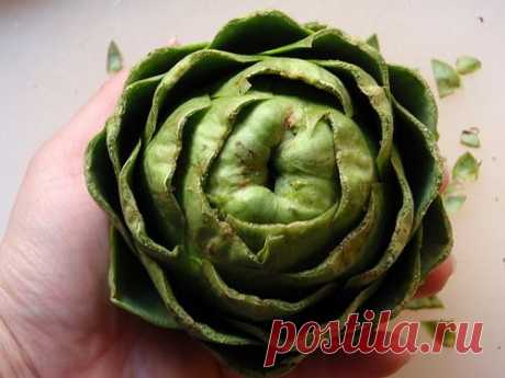 Артишок в домашних условиях — Сад на подоконнике