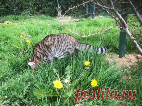 News — Wildcat Haven