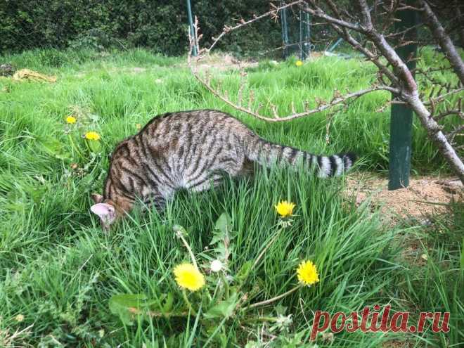 News — Wildcat Haven