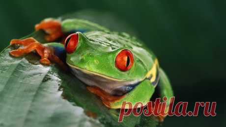 Red Eyed Tree Frog Компьютерные обои и заставки | 1920x1080 | ID:430853