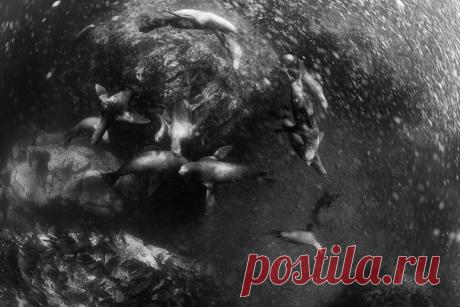 «Волны, течение, то и дело начинающийся дождь. Хорошо хоть ветер немного уменьшился – это позволило нашей небольшой лодочке выйти на другую сторону острова. Прыгаю в волну. Буквально одно мгновение, еще не успели разлететься пузыри воздуха. Немая сцена. Стая сивучей смотри на меня. В следующее мгновение они срываются с места и уносятся по своим делам.», – рассказывает автор фото Андрей Нарчук: nat-geo.ru/photo/user/28506/