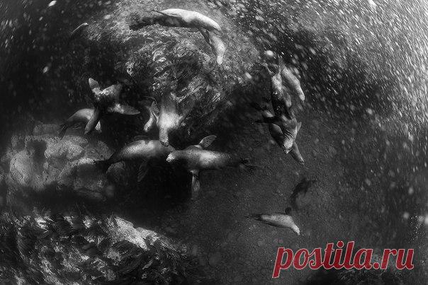 «Волны, течение, то и дело начинающийся дождь. Хорошо хоть ветер немного уменьшился – это позволило нашей небольшой лодочке выйти на другую сторону острова. Прыгаю в волну. Буквально одно мгновение, еще не успели разлететься пузыри воздуха. Немая сцена. Стая сивучей смотри на меня. В следующее мгновение они срываются с места и уносятся по своим делам.», – рассказывает автор фото Андрей Нарчук: nat-geo.ru/photo/user/28506/