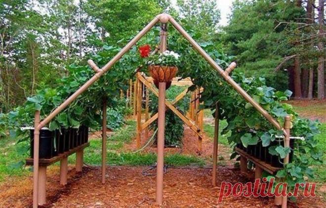 Выращивания огурцов в перголе