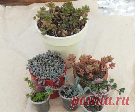 Нечаянно заморозила седум | Succulent life | Яндекс Дзен