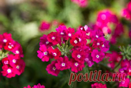 Вербена - посадка и уход, виды вербены
