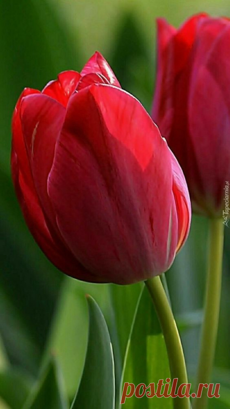 (1) Pinterest