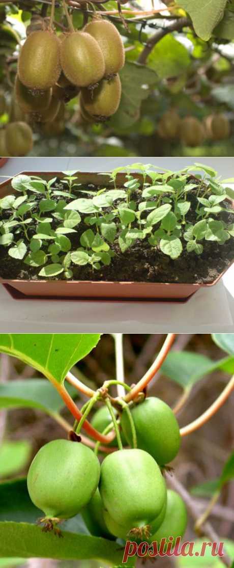 Как вырастить киви дома | Хитрости Жизни