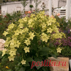 Ароматы вечернего сада: подборка лучших сортов душистых цветов