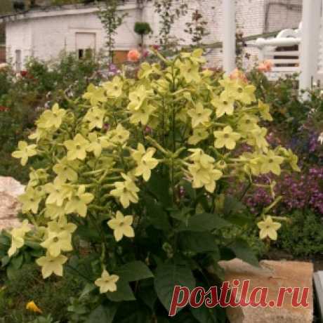 Ароматы вечернего сада: подборка лучших сортов душистых цветов