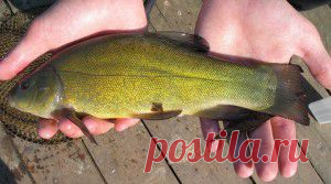 Рыбалка летом