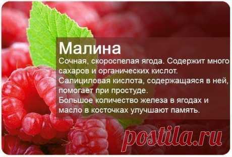 Самые полезные ягоды — Полезные советы