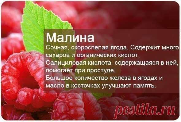 Самые полезные ягоды — Полезные советы