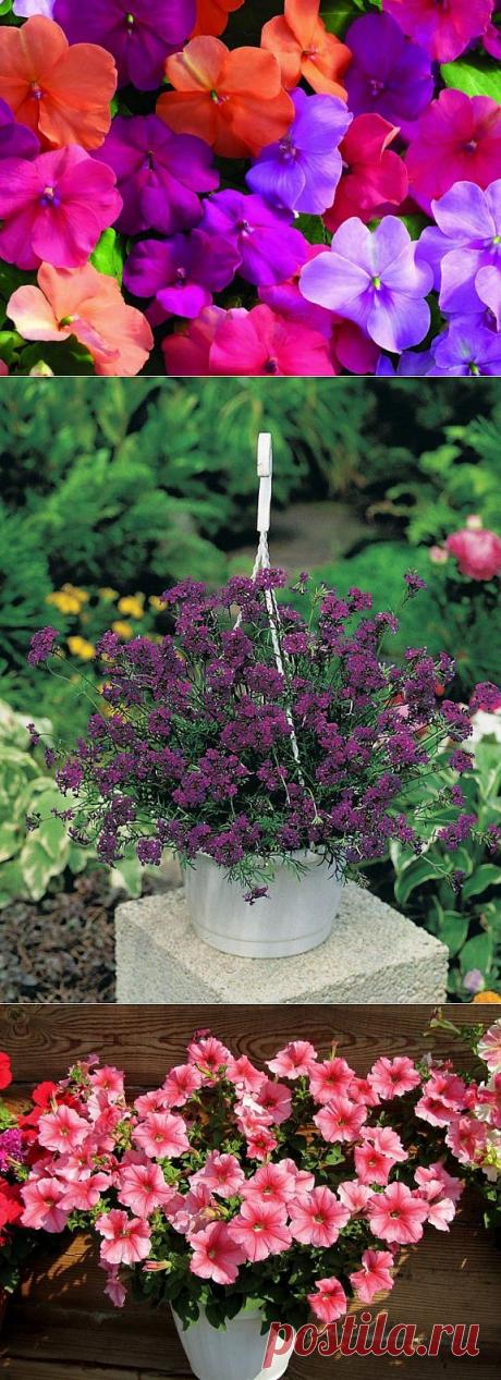 10 наиболее подходящих растений для выращивания в подвесных горшках | САД НА ПОДОКОННИКЕ