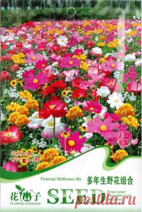 seed earrings Picture - More Detailed Picture about 5 Packs 1000 Seeds Colour Perennial Wildflowers Flower Seeds Free Shipping K002 Picture in Bonsai from Commodity little's store | Aliexpress.com | Alibaba Group