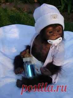 #Cute #Baby #Monkey #Love #Animals