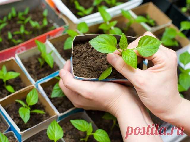 Подкормка рассады перца
До высадки в открытый грунт перец рекомендуется подкормить не меньше двух раз, а более эффективно подкормка 3 раза: первый раз подкормка рассады проводится в процессе разворачивания второго настоящего листа; второй раз — через 12-14 дней после пикировки; третий раз — за 3-4 дня до высадки на постоянное место.
Первые подкормки лучше всего проводить под корень, т.к. молодые растения особенно подвержены грибковым заболеваниям, а чрезмерная влажность мо...
