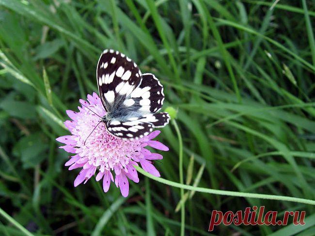 ЗАГОВОРЫ НАРОДНЫЕ ПРИМЕТЫ: На любовь в семье