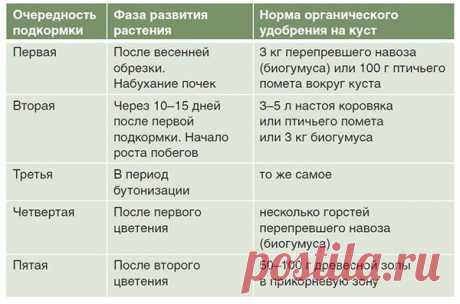 Чем полить розу для роста - препараты, народные методы