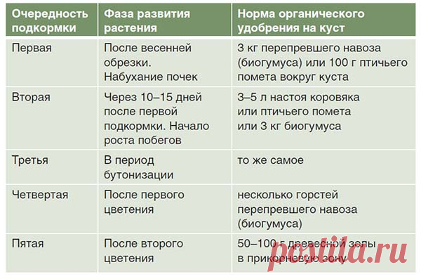 Чем полить розу для роста - препараты, народные методы