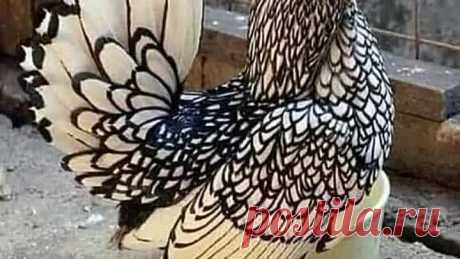 Красивые петухи и куры