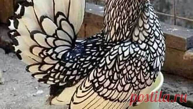 Красивые петухи и куры