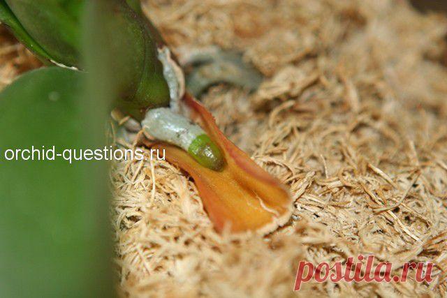 Почему у орхидеи сохнут корни? | Орхидеи: вопросы и ответы