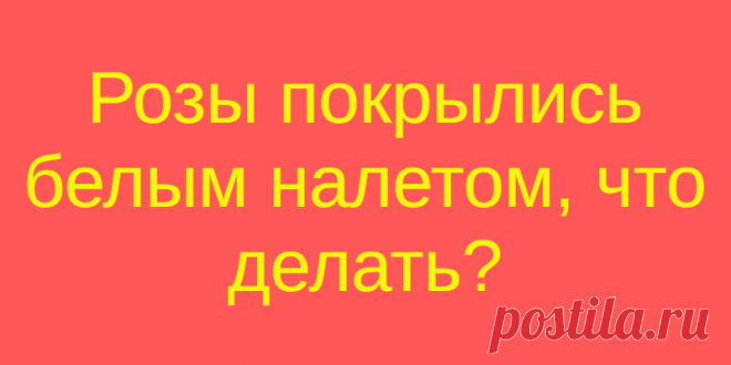 Розы покрылись белым налетом, что делать?
Часто можно увидеть розы, которые среди лета вдруг покрылись налетом, издалека напоминающим...
Читай дальше на сайте. Жми подробнее ➡