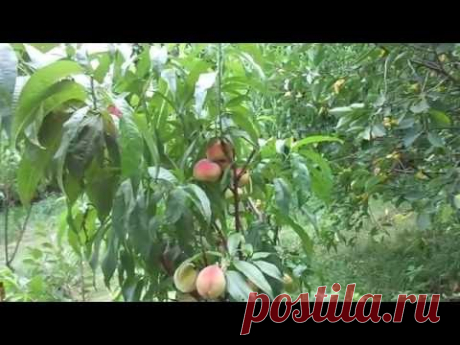 Курчавости персика - НЕТ.