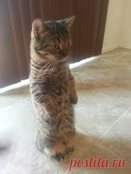 *НАРОДНЫЕ ПОВЕРЬЯ, СВЯЗАННЫЕ С КОТАМИ*