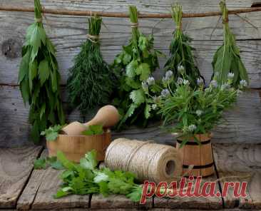 Пряные травы и зелень