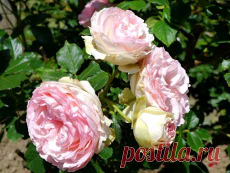 Роза столистная (Rosa centifolia).