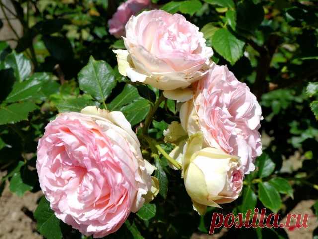 Роза столистная (Rosa centifolia).
