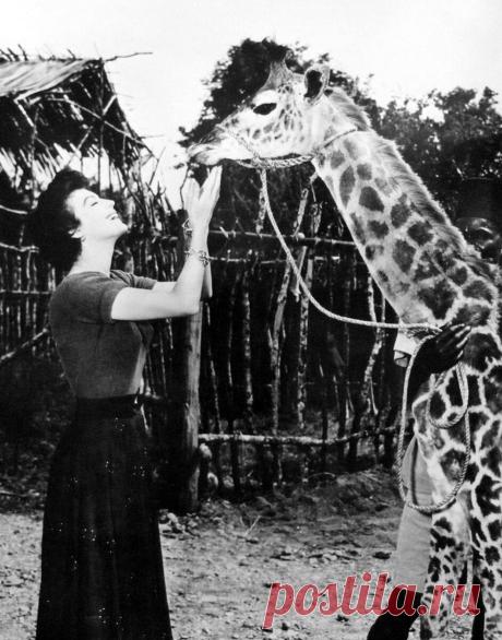 The special edition: Ava Gardner: humus — ЖЖ