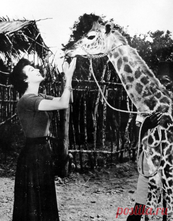 The special edition: Ava Gardner: humus — ЖЖ