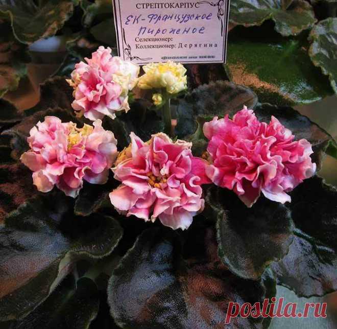 African Violet - EK-Frantsuzskoe pirojnoe(ЕК-Французское пирожное)-starter plant | eBay