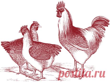 Free-Vintage-Chicken-Graphics-GraphicsFairy-red.jpg (1500×1134)