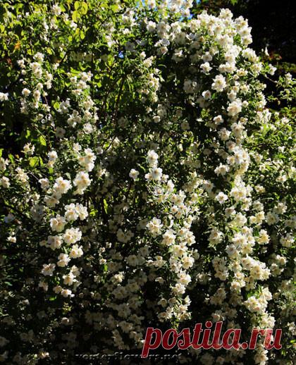 Жасмин — это царь цветов. До такой степени, что в Грасе говорили не «жасмин», а «цветок».На языке цветов белый жасмин означает: «ваш первый поцелуй взволновал меня». Еще значение — дружелюбие.
Жасмин – цветок чувственности, женственности, элегантности и привлекательности.